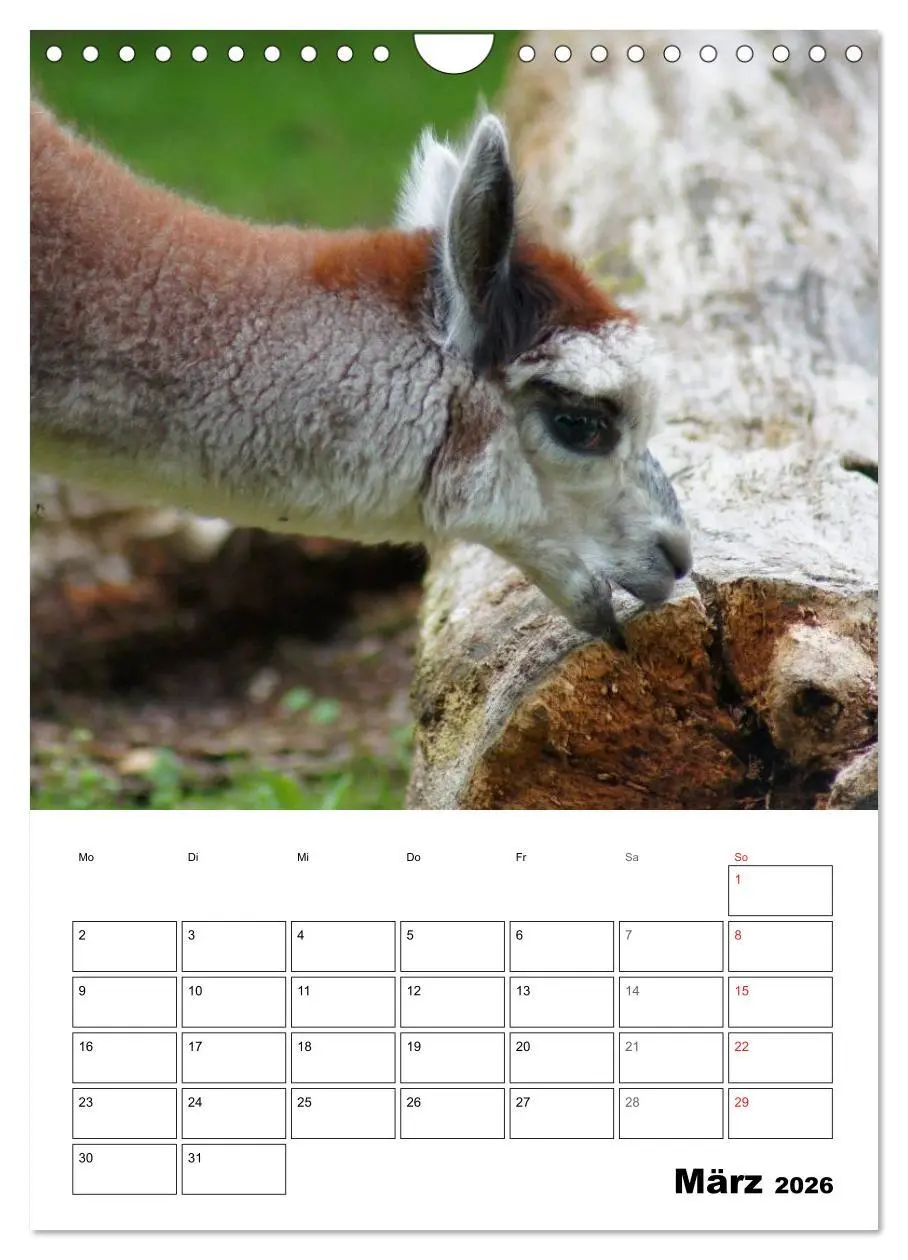 Bild: 9783516431230 | Alpaka und Lama Terminplaner (Wandkalender 2026 DIN A4 hoch),...