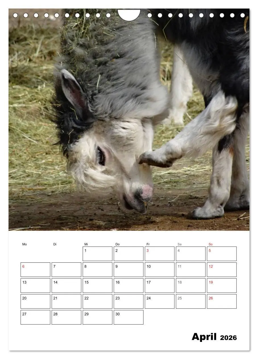 Bild: 9783516431230 | Alpaka und Lama Terminplaner (Wandkalender 2026 DIN A4 hoch),...