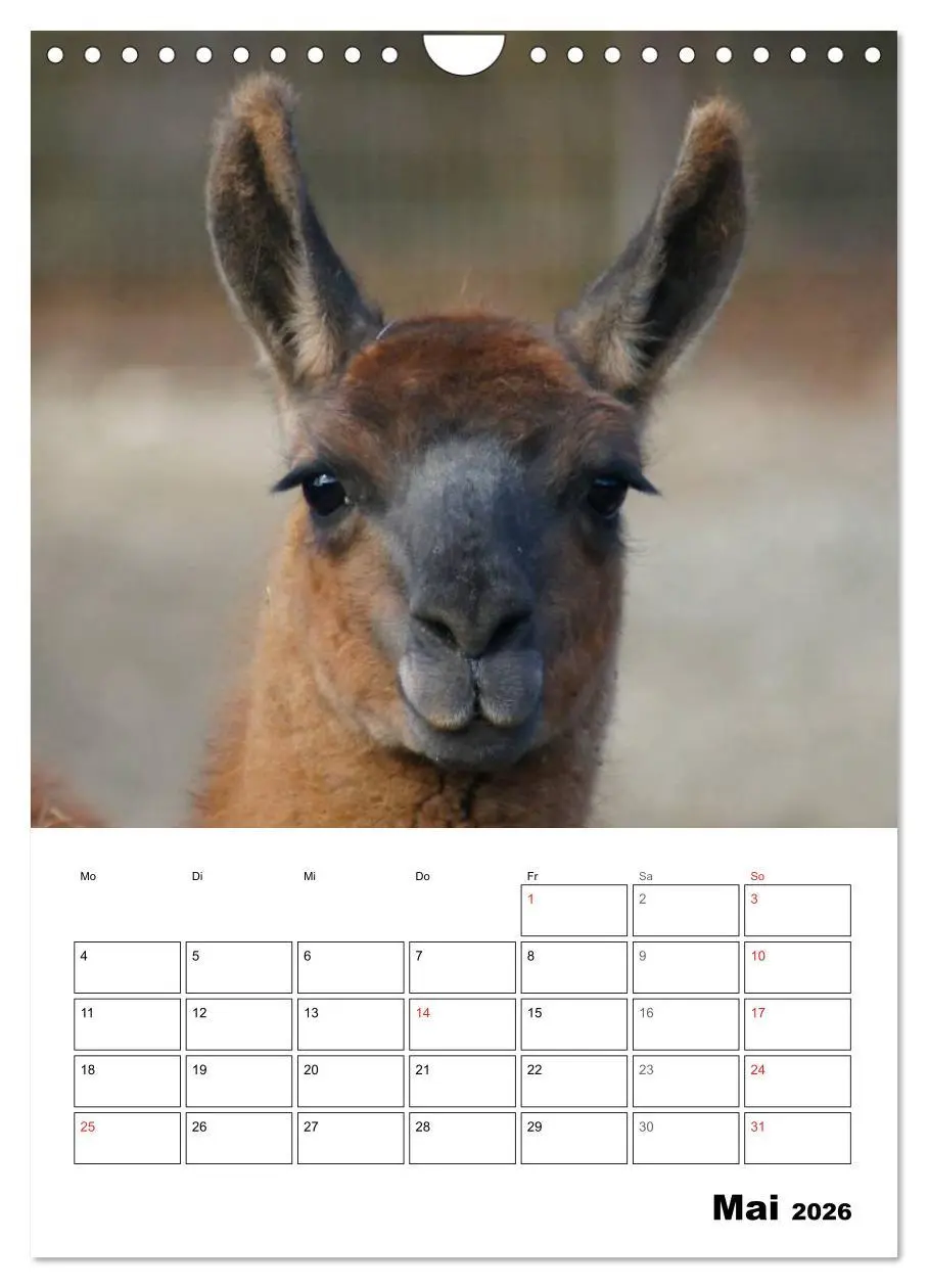Bild: 9783516431230 | Alpaka und Lama Terminplaner (Wandkalender 2026 DIN A4 hoch),...