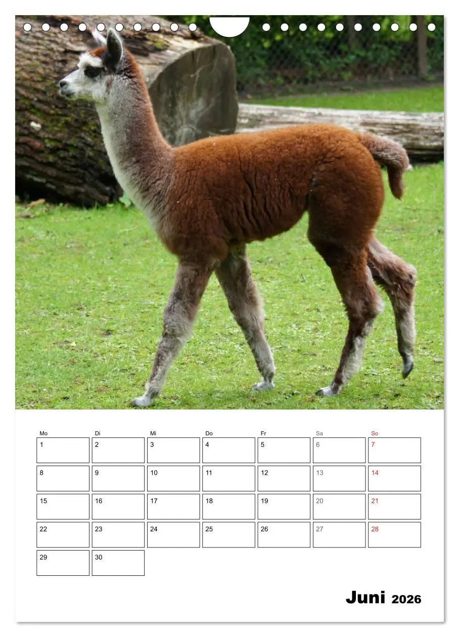 Bild: 9783516431230 | Alpaka und Lama Terminplaner (Wandkalender 2026 DIN A4 hoch),...