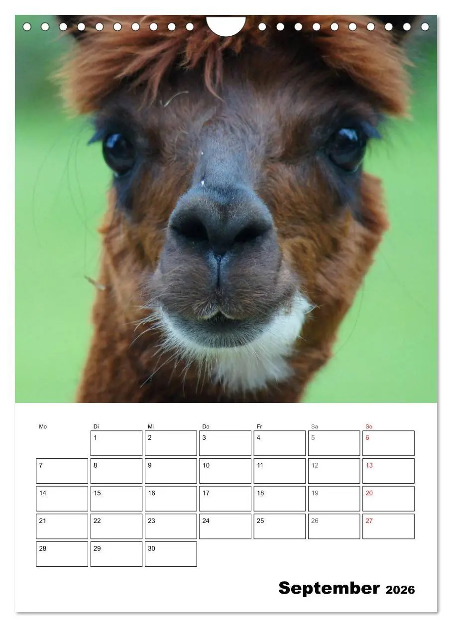 Bild: 9783516431230 | Alpaka und Lama Terminplaner (Wandkalender 2026 DIN A4 hoch),...