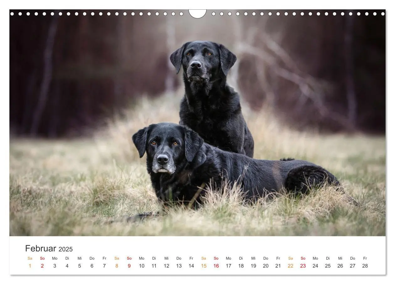 Bild: 9783457181430 | Treue Jagdgefährten - Jagdhunderassen im Portrait (Wandkalender...