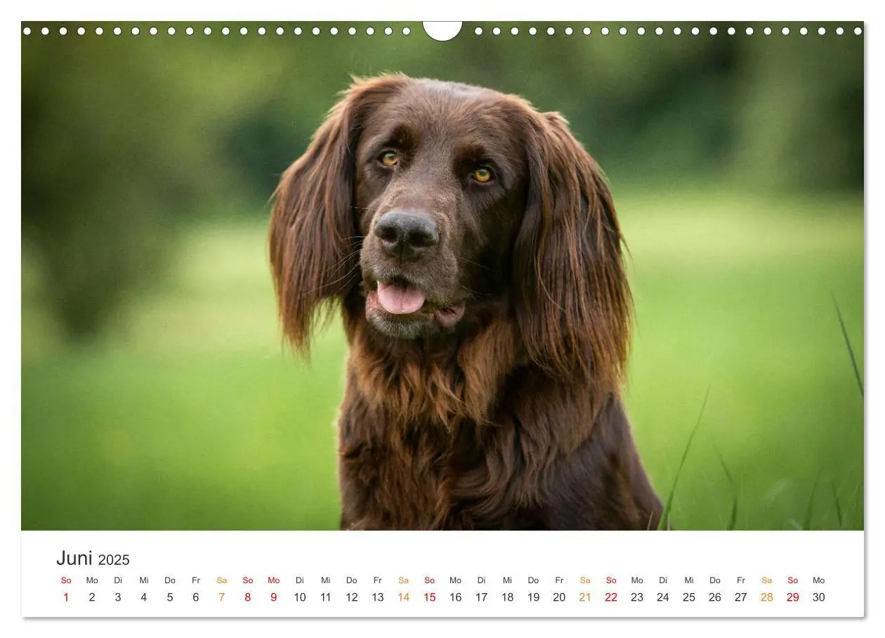 Bild: 9783457181430 | Treue Jagdgefährten - Jagdhunderassen im Portrait (Wandkalender...