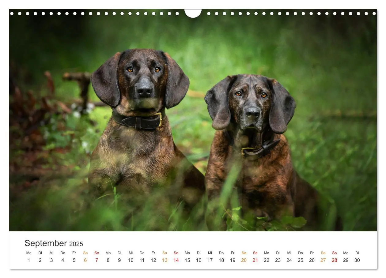Bild: 9783457181430 | Treue Jagdgefährten - Jagdhunderassen im Portrait (Wandkalender...
