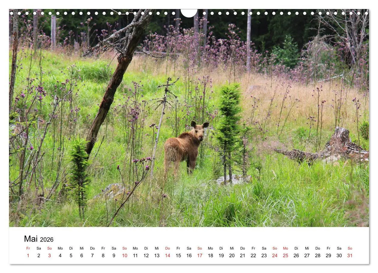 Bild: 9783457931530 | Schweden - Värmland (Wandkalender 2026 DIN A3 quer), CALVENDO...