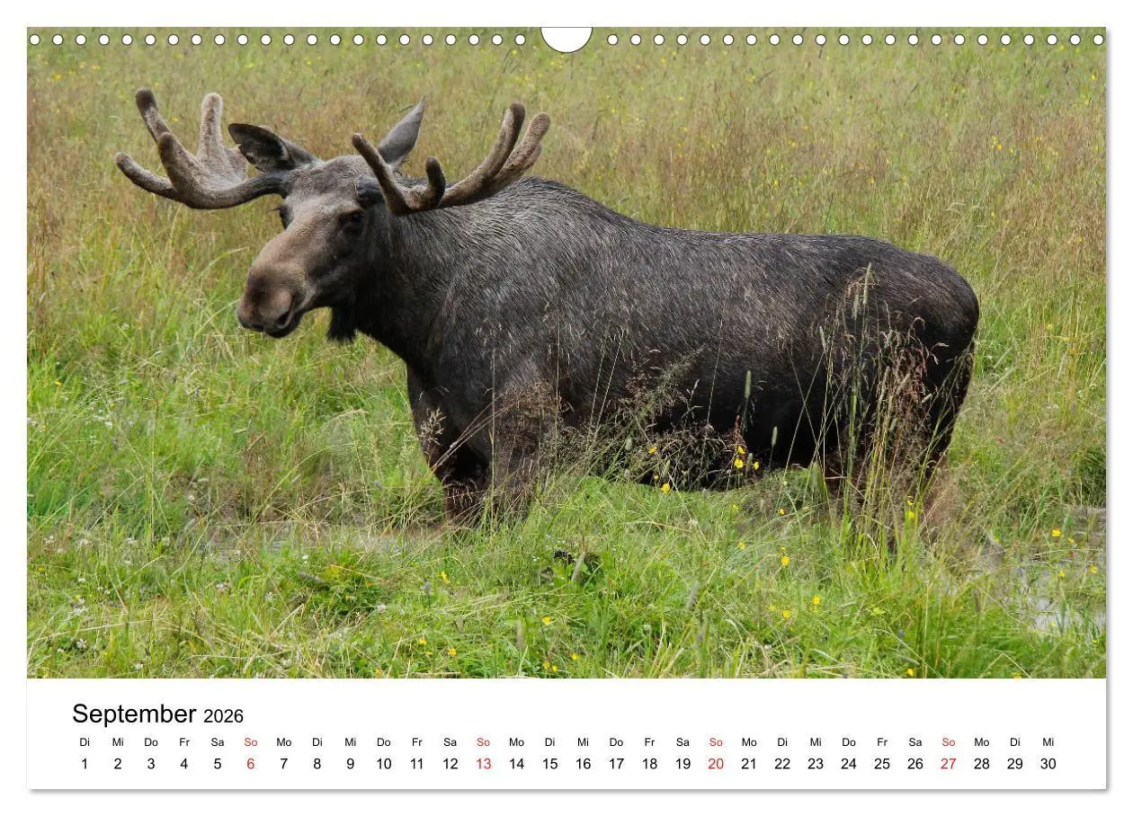 Bild: 9783457931530 | Schweden - Värmland (Wandkalender 2026 DIN A3 quer), CALVENDO...