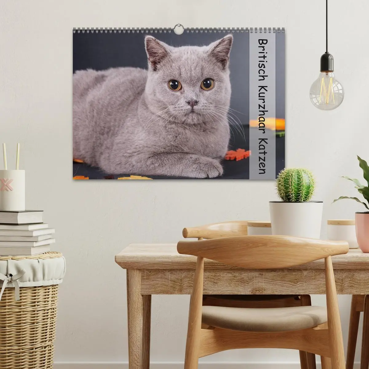 Bild: 9783516171730 | Britisch Kurzhaar Katzen (Wandkalender 2026 DIN A3 quer), CALVENDO...