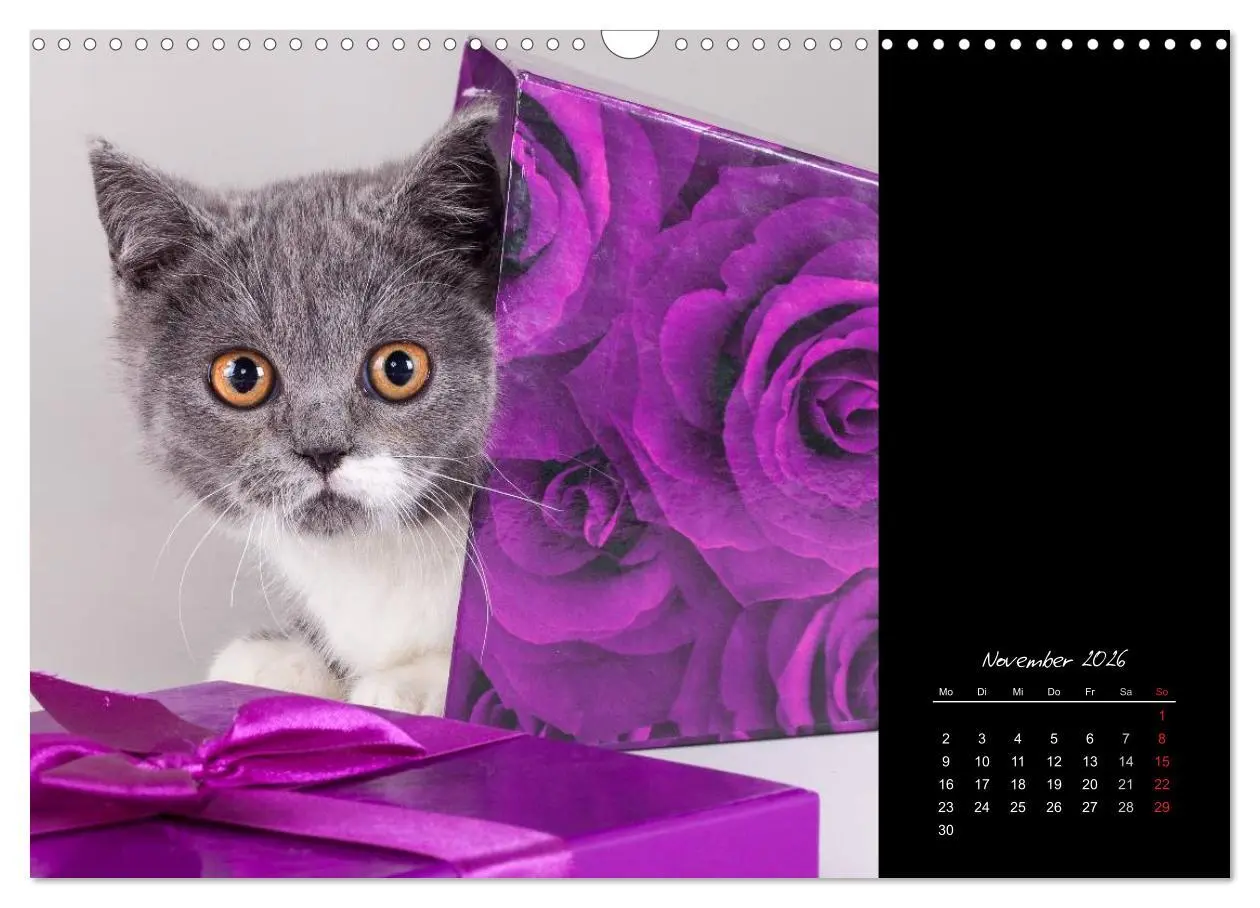 Bild: 9783516171730 | Britisch Kurzhaar Katzen (Wandkalender 2026 DIN A3 quer), CALVENDO...