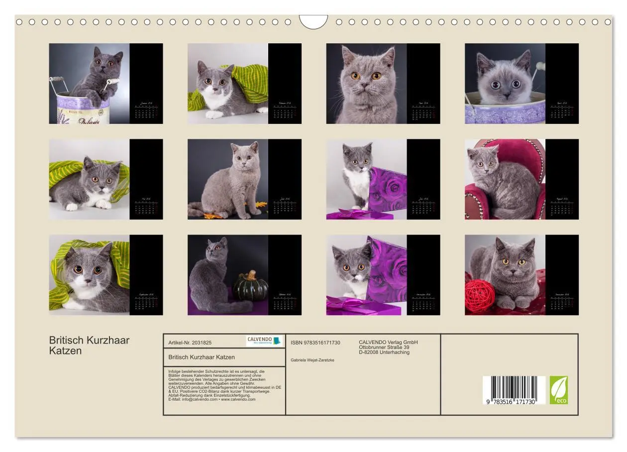 Bild: 9783516171730 | Britisch Kurzhaar Katzen (Wandkalender 2026 DIN A3 quer), CALVENDO...