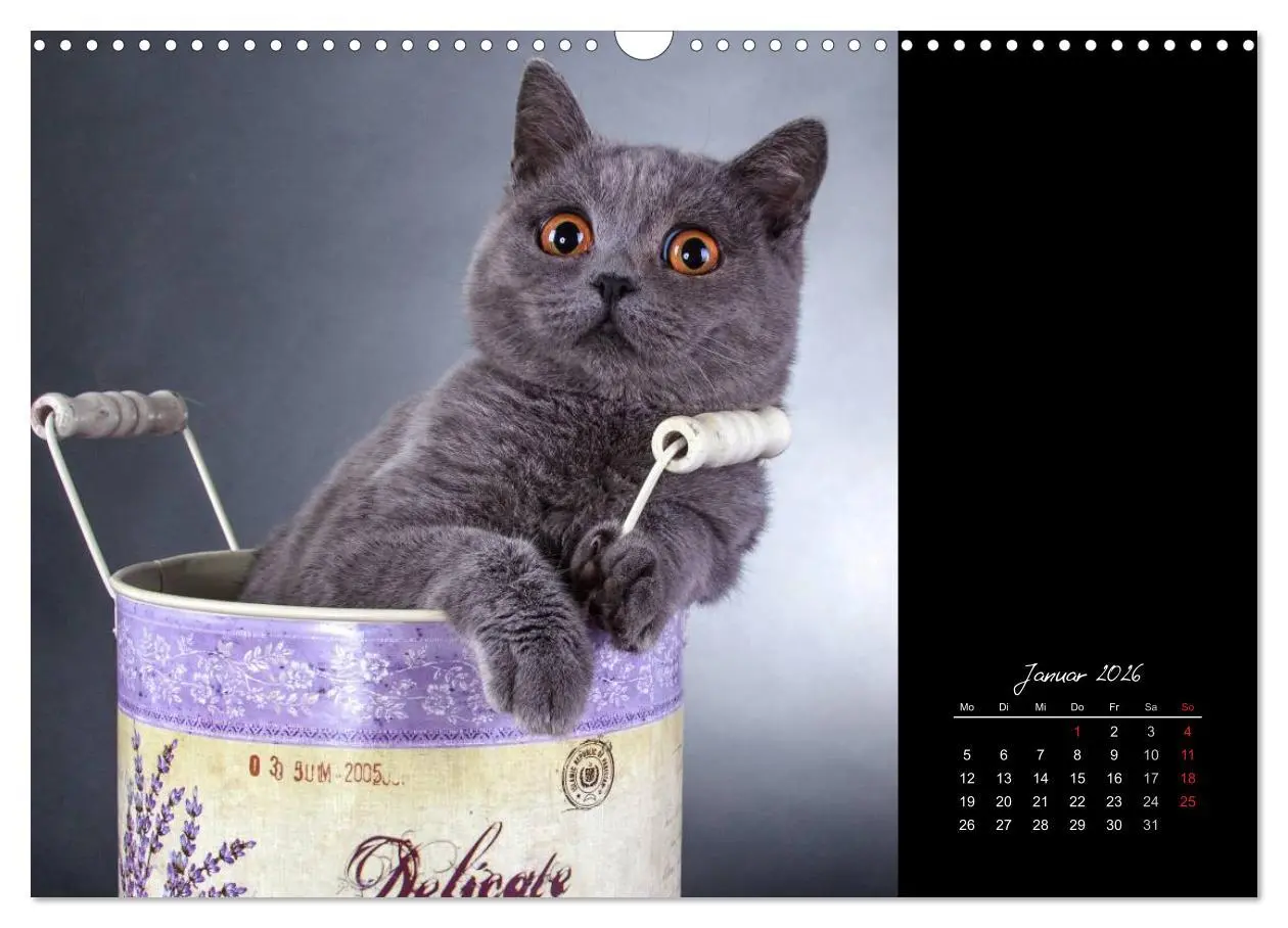 Bild: 9783516171730 | Britisch Kurzhaar Katzen (Wandkalender 2026 DIN A3 quer), CALVENDO...