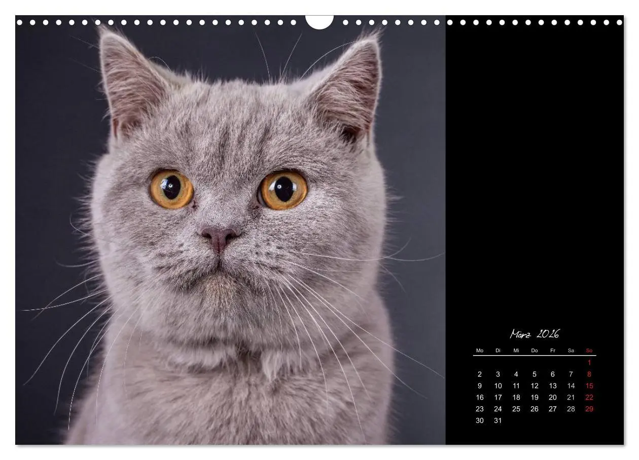 Bild: 9783516171730 | Britisch Kurzhaar Katzen (Wandkalender 2026 DIN A3 quer), CALVENDO...