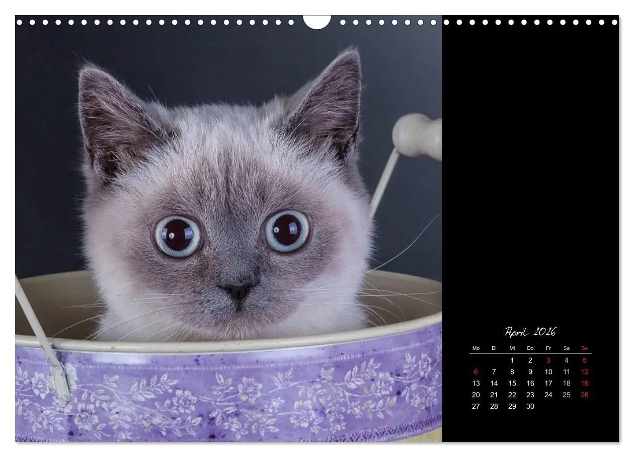 Bild: 9783516171730 | Britisch Kurzhaar Katzen (Wandkalender 2026 DIN A3 quer), CALVENDO...