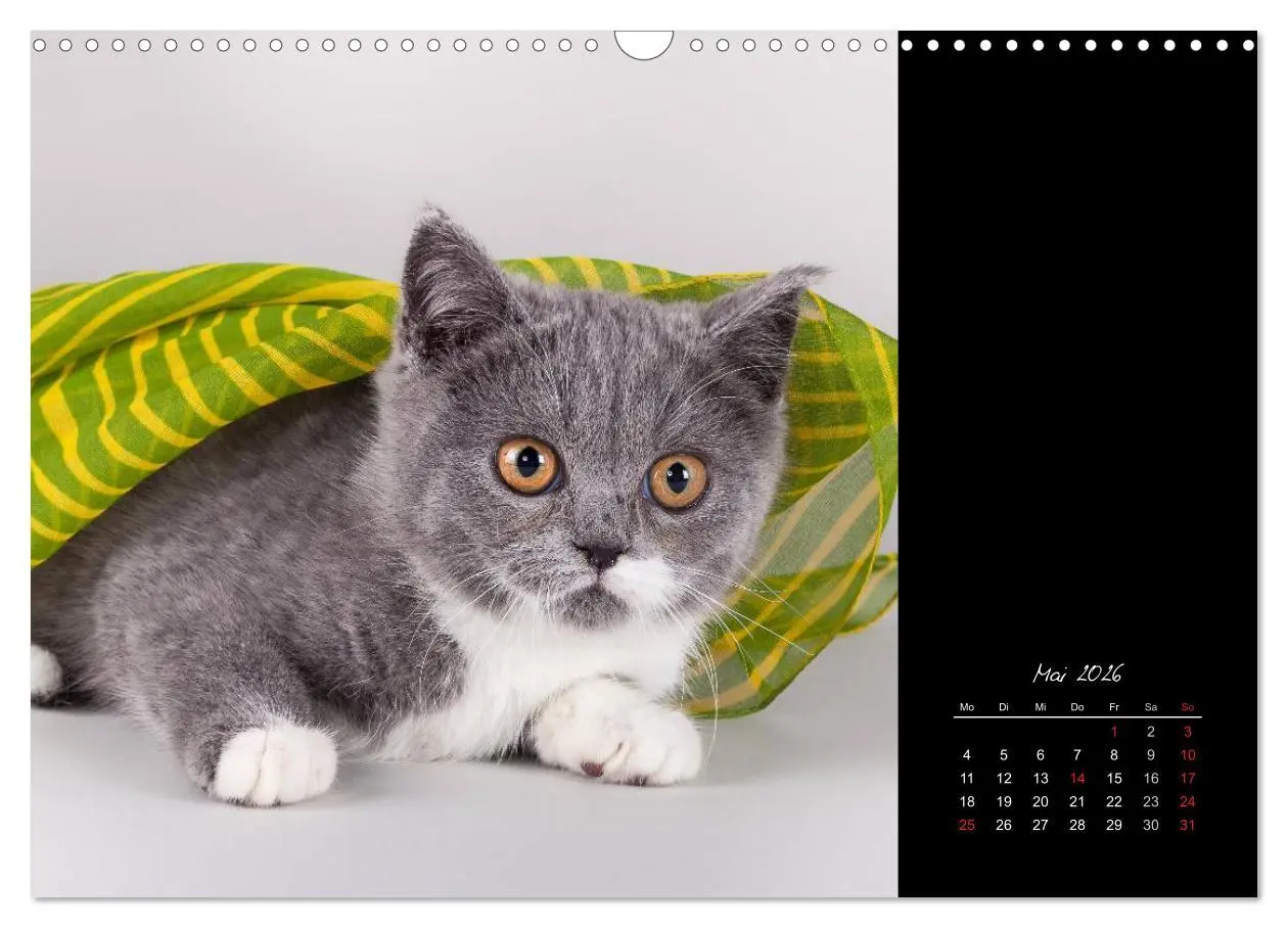 Bild: 9783516171730 | Britisch Kurzhaar Katzen (Wandkalender 2026 DIN A3 quer), CALVENDO...