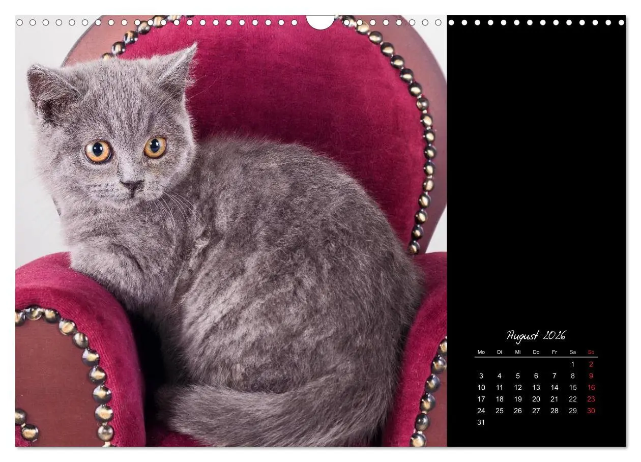 Bild: 9783516171730 | Britisch Kurzhaar Katzen (Wandkalender 2026 DIN A3 quer), CALVENDO...
