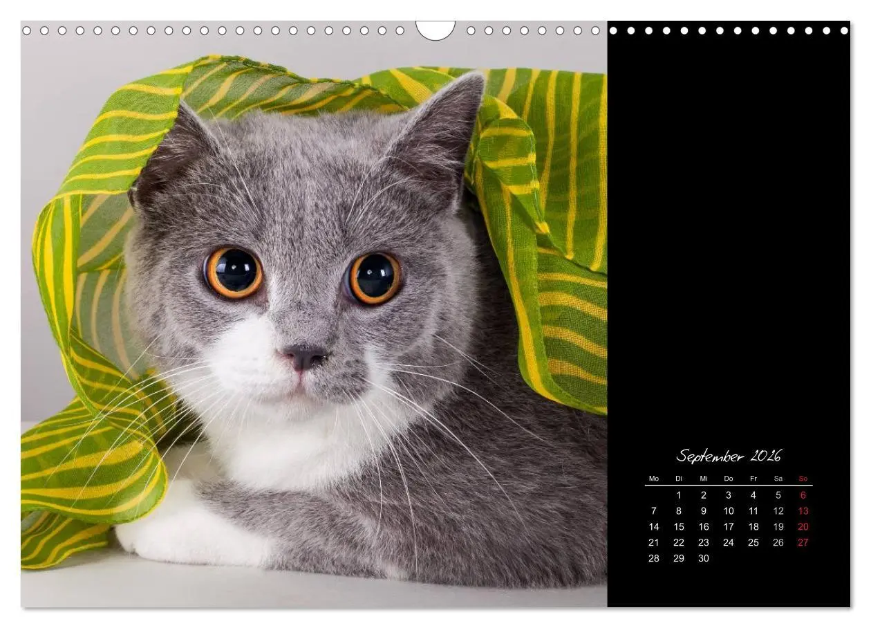 Bild: 9783516171730 | Britisch Kurzhaar Katzen (Wandkalender 2026 DIN A3 quer), CALVENDO...