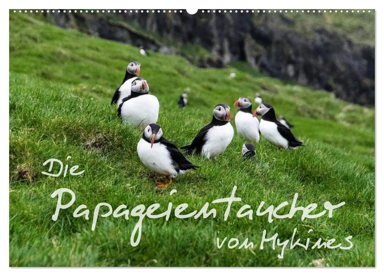 Cover: 9783569951730 | Die Papageientaucher von Mykines (Wandkalender 2027 DIN A2 quer),...