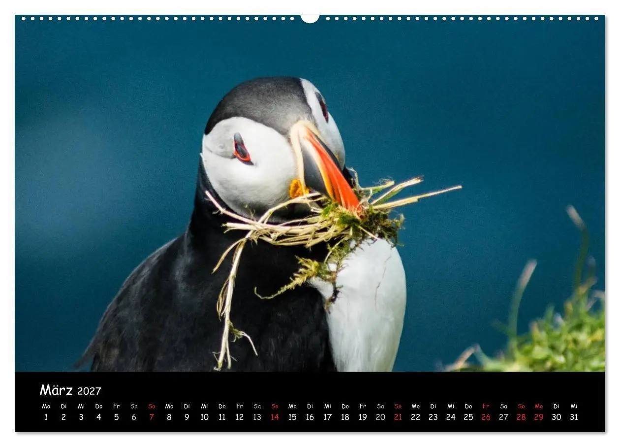 Bild: 9783569951730 | Die Papageientaucher von Mykines (Wandkalender 2027 DIN A2 quer),...