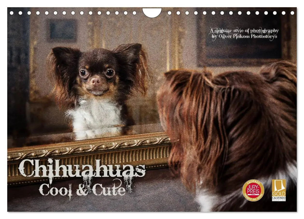 Cover: 9783516161830 | Chihuahuas - Cool and Cute (Wandkalender 2026 DIN A4 quer),...