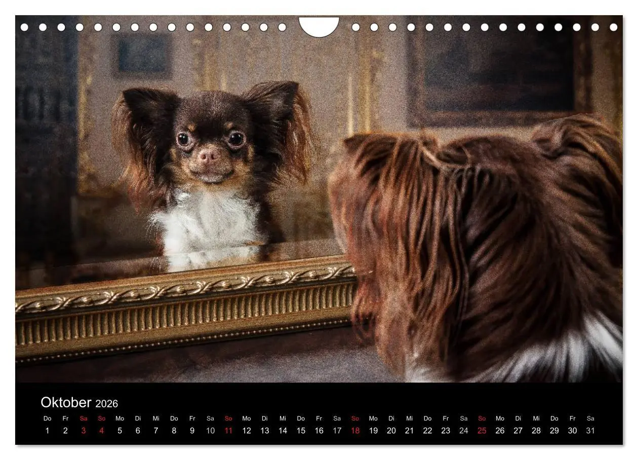 Bild: 9783516161830 | Chihuahuas - Cool and Cute (Wandkalender 2026 DIN A4 quer),...