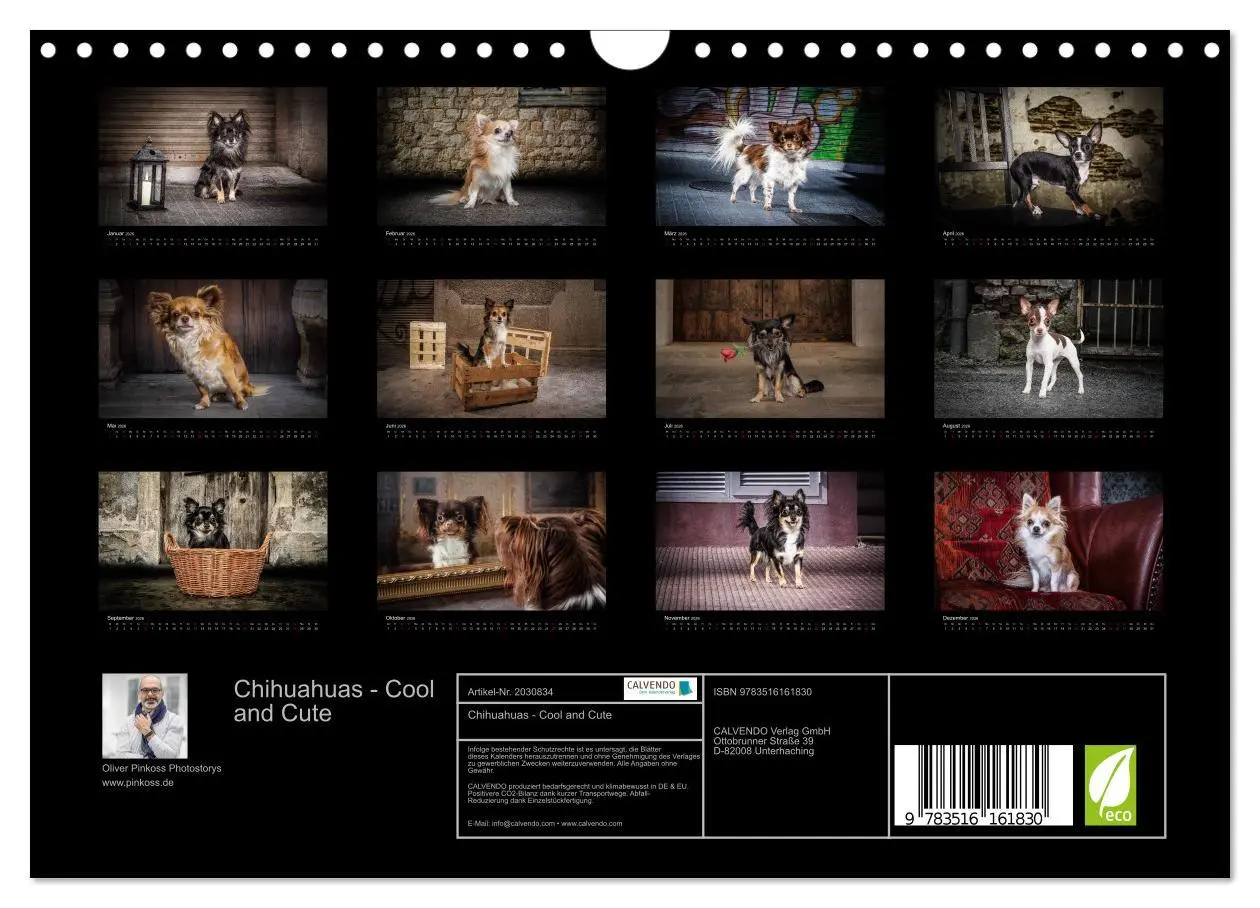 Bild: 9783516161830 | Chihuahuas - Cool and Cute (Wandkalender 2026 DIN A4 quer),...