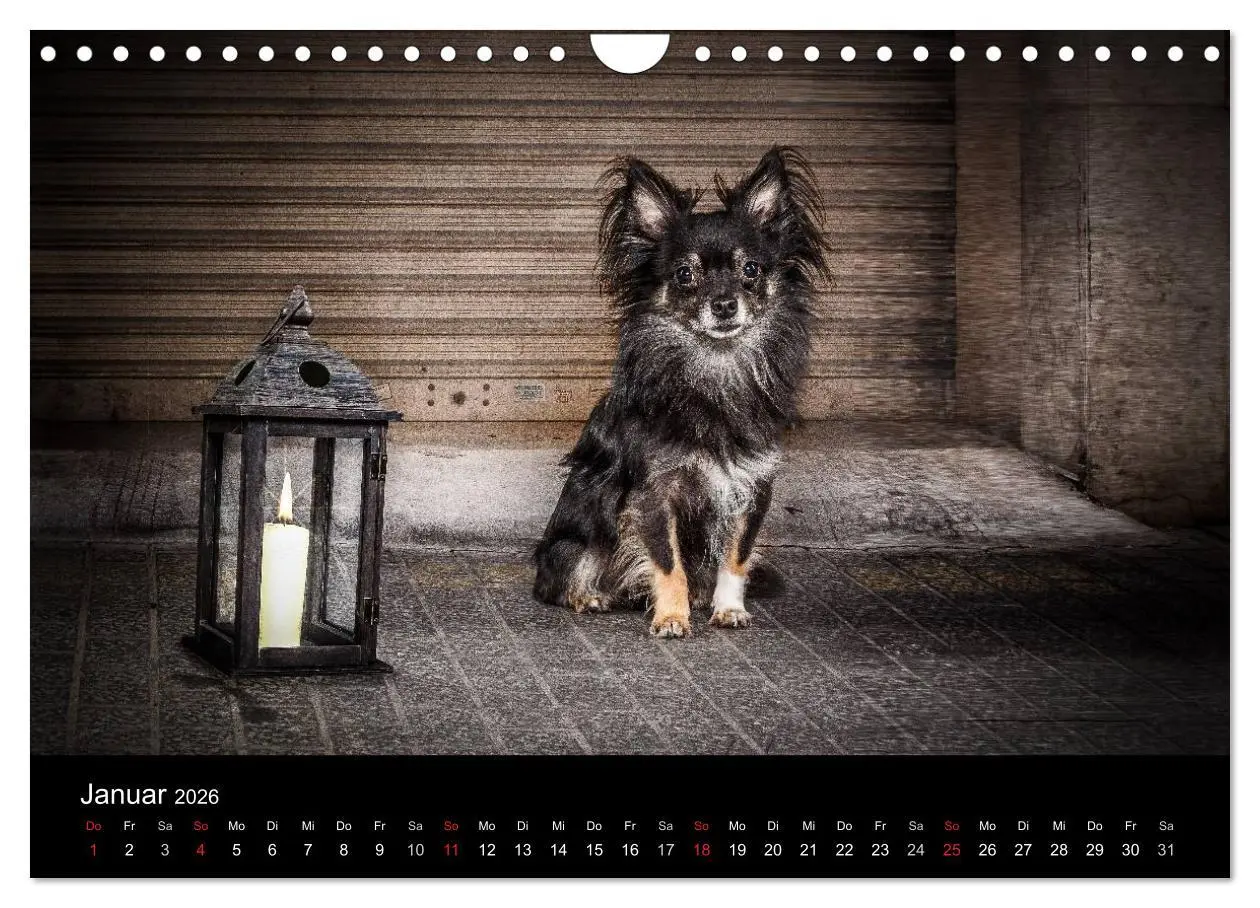 Bild: 9783516161830 | Chihuahuas - Cool and Cute (Wandkalender 2026 DIN A4 quer),...