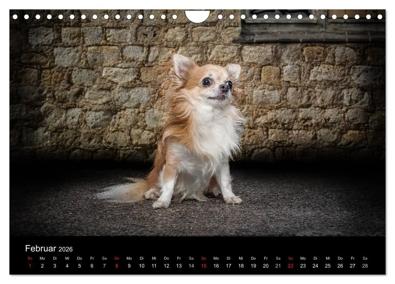 Bild: 9783516161830 | Chihuahuas - Cool and Cute (Wandkalender 2026 DIN A4 quer),...