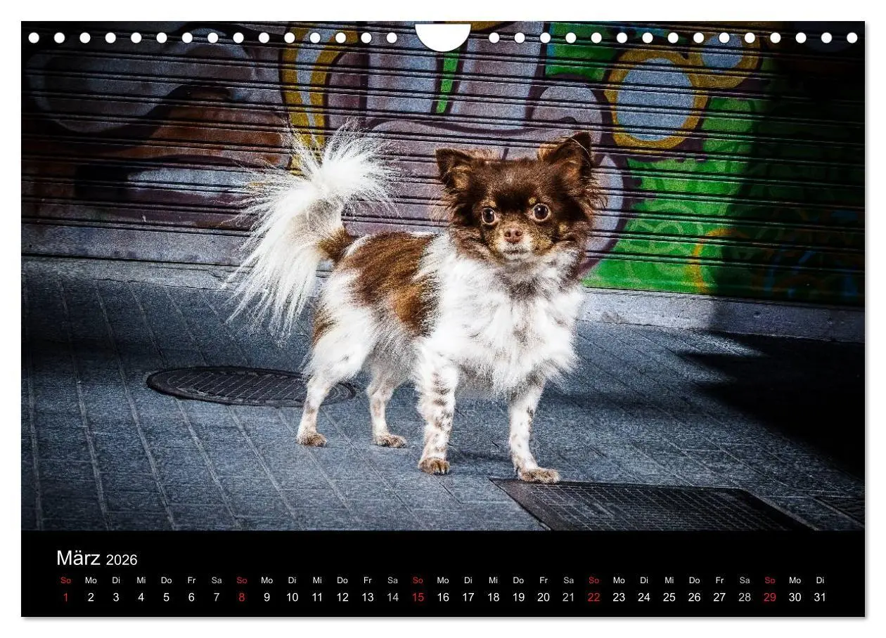 Bild: 9783516161830 | Chihuahuas - Cool and Cute (Wandkalender 2026 DIN A4 quer),...