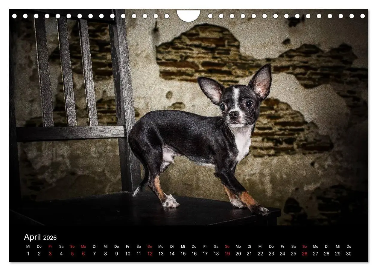 Bild: 9783516161830 | Chihuahuas - Cool and Cute (Wandkalender 2026 DIN A4 quer),...