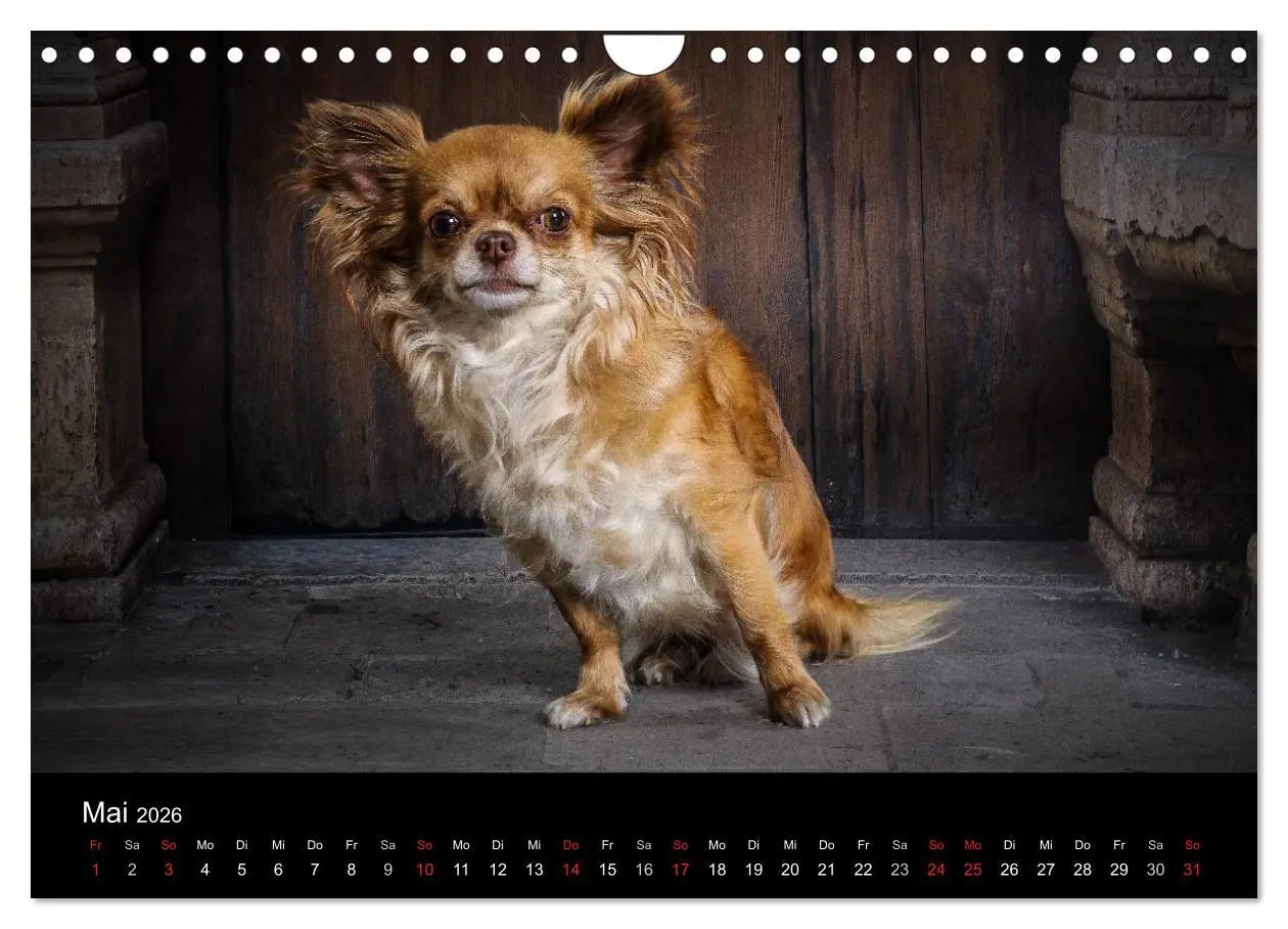 Bild: 9783516161830 | Chihuahuas - Cool and Cute (Wandkalender 2026 DIN A4 quer),...