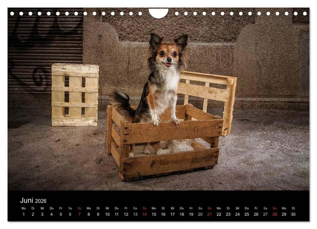 Bild: 9783516161830 | Chihuahuas - Cool and Cute (Wandkalender 2026 DIN A4 quer),...