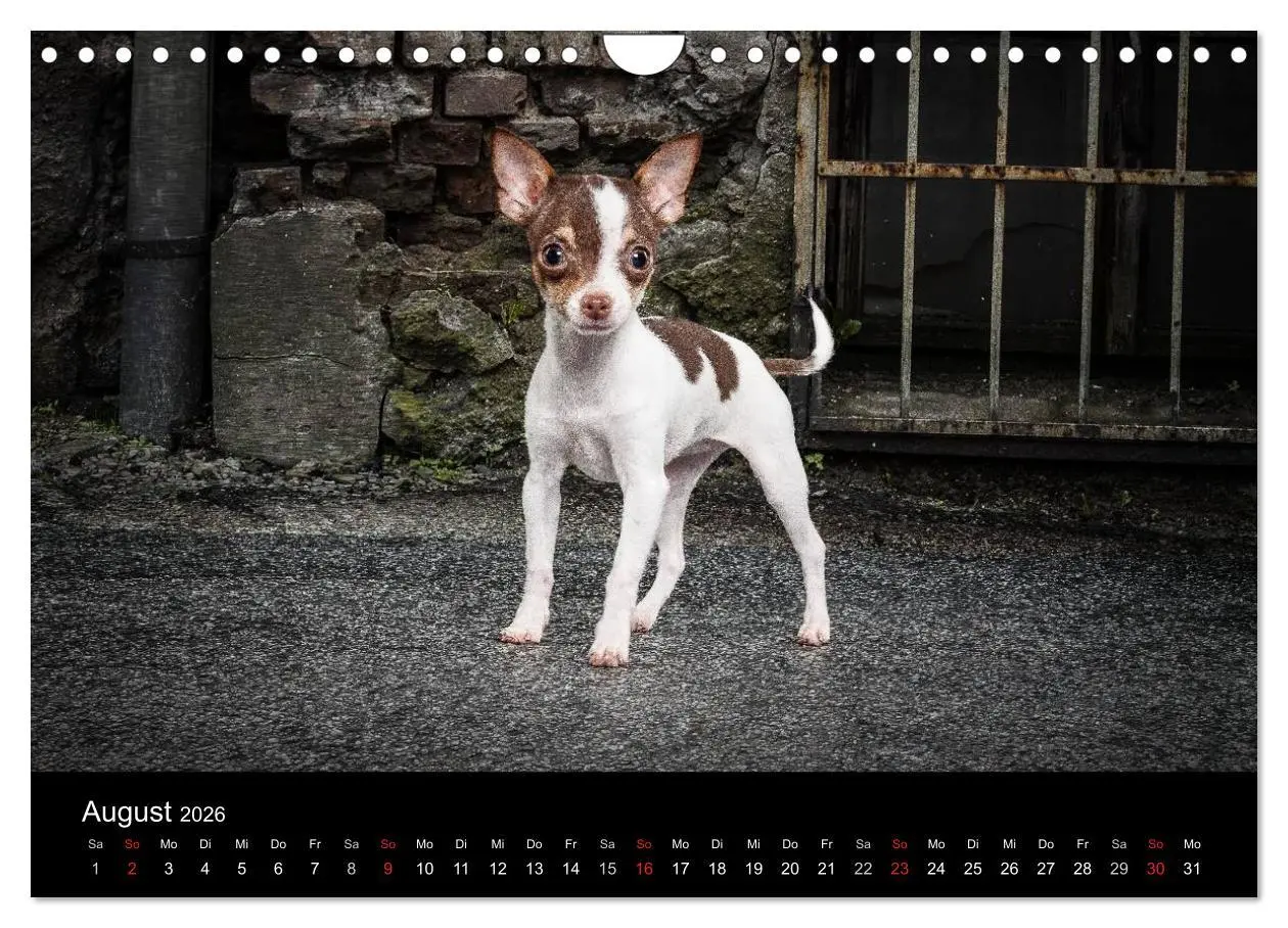 Bild: 9783516161830 | Chihuahuas - Cool and Cute (Wandkalender 2026 DIN A4 quer),...