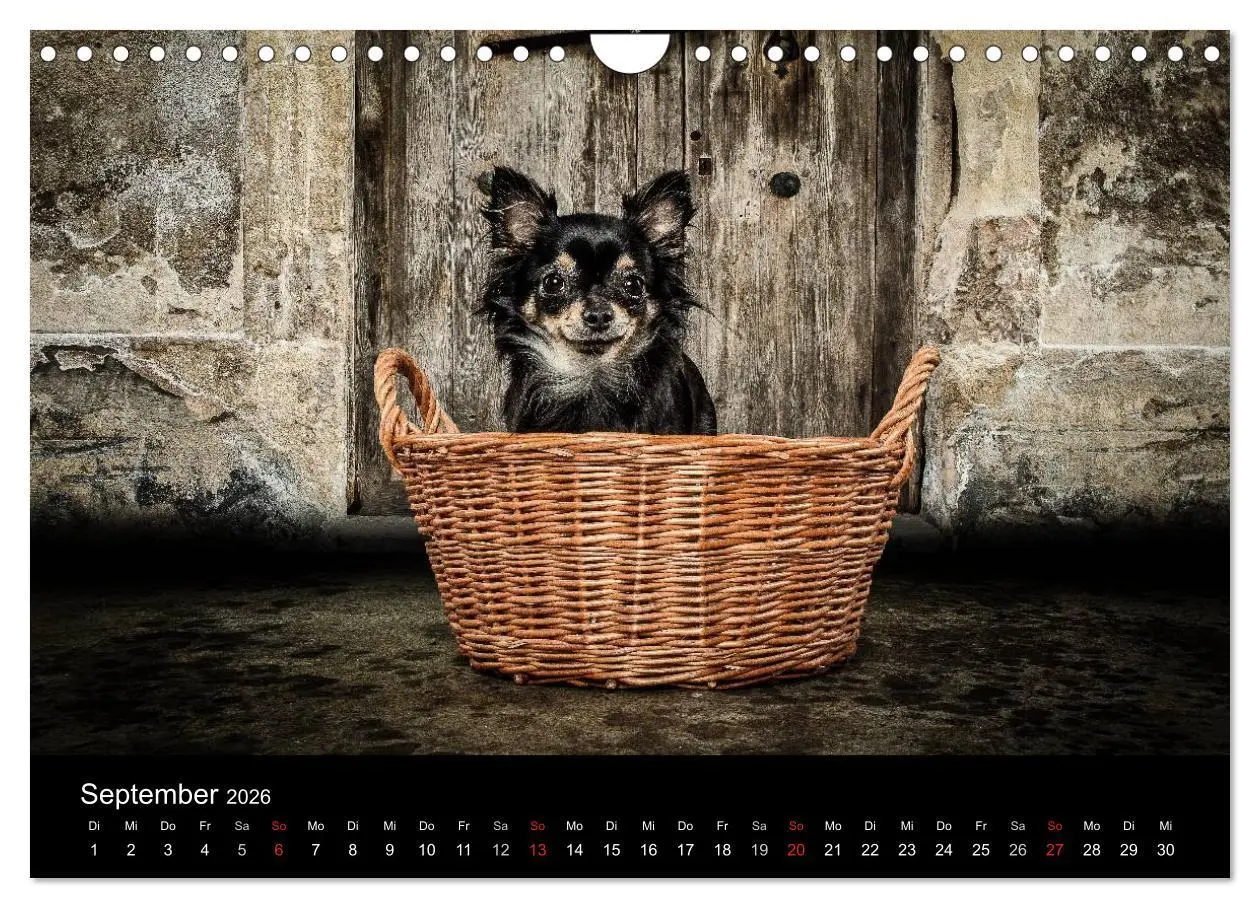 Bild: 9783516161830 | Chihuahuas - Cool and Cute (Wandkalender 2026 DIN A4 quer),...