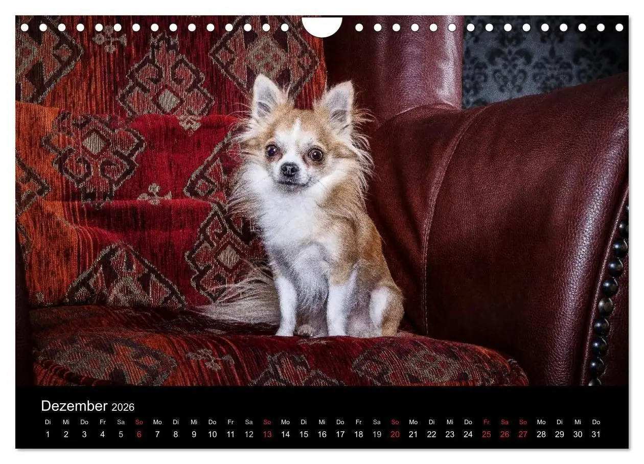 Bild: 9783516161830 | Chihuahuas - Cool and Cute (Wandkalender 2026 DIN A4 quer),...