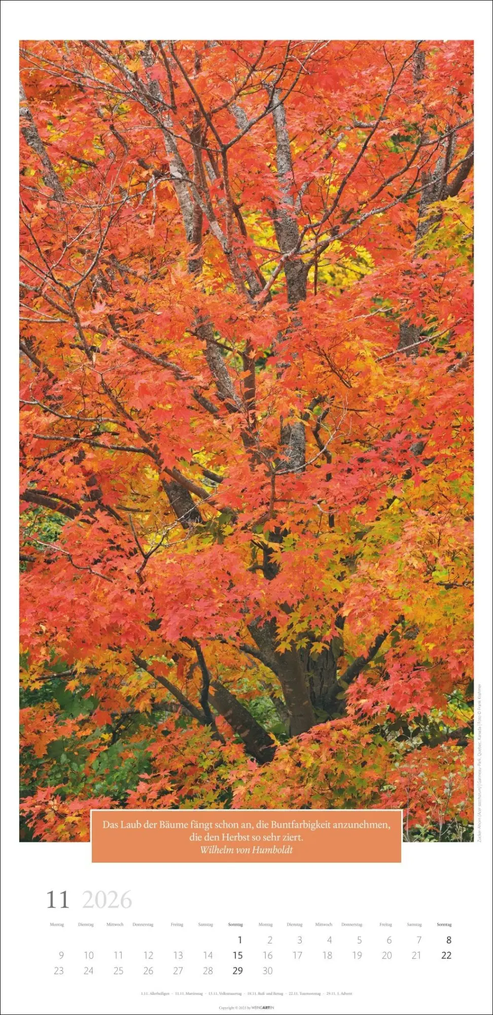 Bild: 9783839901830 | Wunderwelt der Bäume Kalender 2026 | Frank Krahmer | Kalender | 14 S.