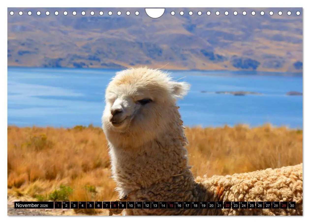Bild: 9783516221930 | Alpakas und Lamas (Wandkalender 2026 DIN A4 quer), CALVENDO...