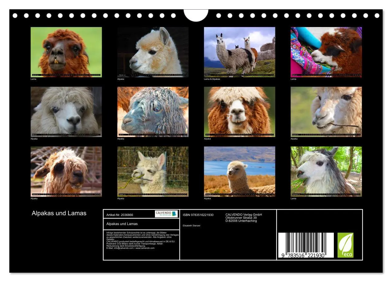 Bild: 9783516221930 | Alpakas und Lamas (Wandkalender 2026 DIN A4 quer), CALVENDO...