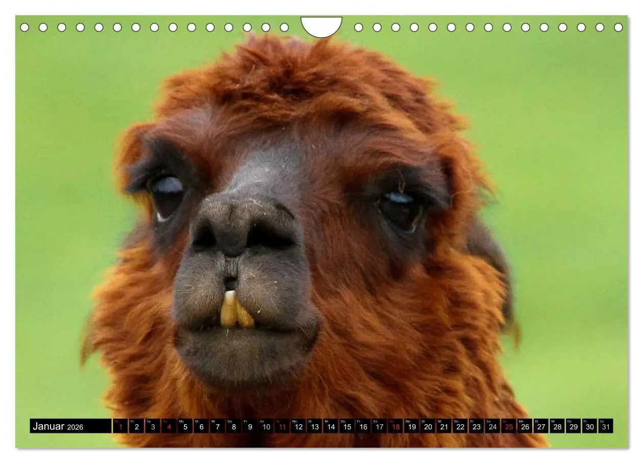 Bild: 9783516221930 | Alpakas und Lamas (Wandkalender 2026 DIN A4 quer), CALVENDO...