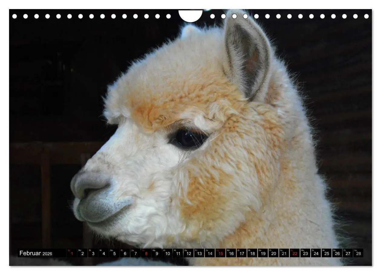 Bild: 9783516221930 | Alpakas und Lamas (Wandkalender 2026 DIN A4 quer), CALVENDO...
