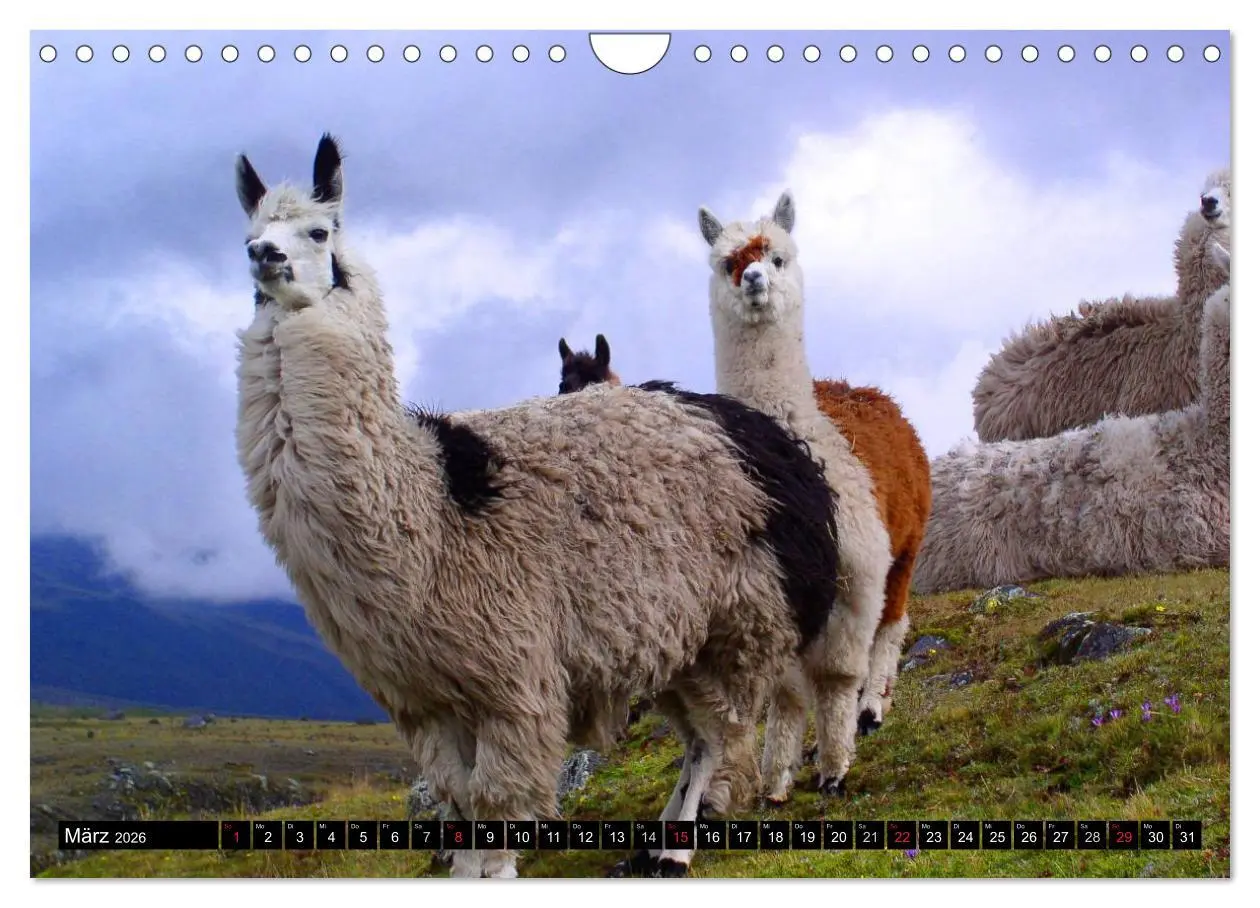 Bild: 9783516221930 | Alpakas und Lamas (Wandkalender 2026 DIN A4 quer), CALVENDO...