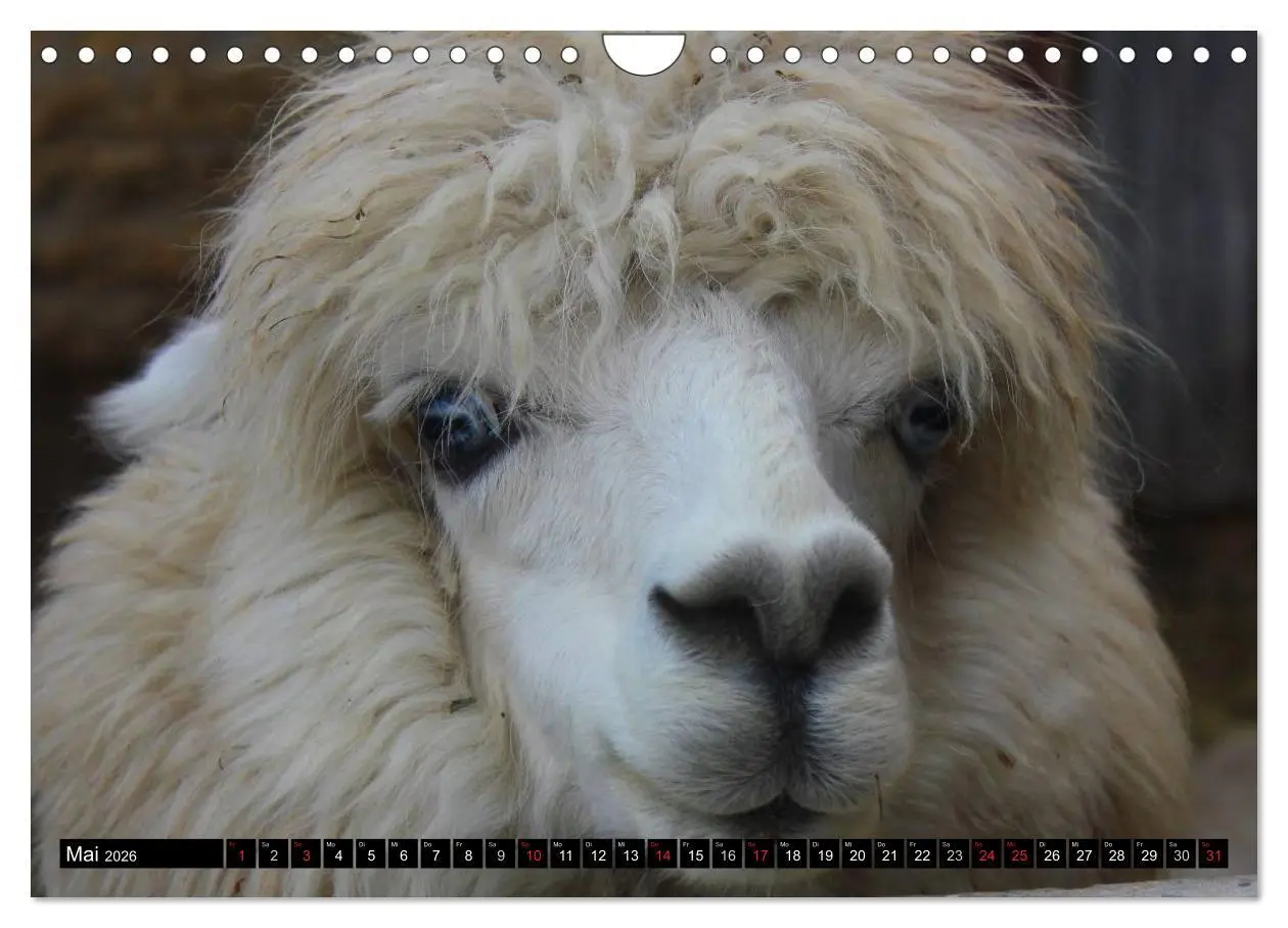 Bild: 9783516221930 | Alpakas und Lamas (Wandkalender 2026 DIN A4 quer), CALVENDO...