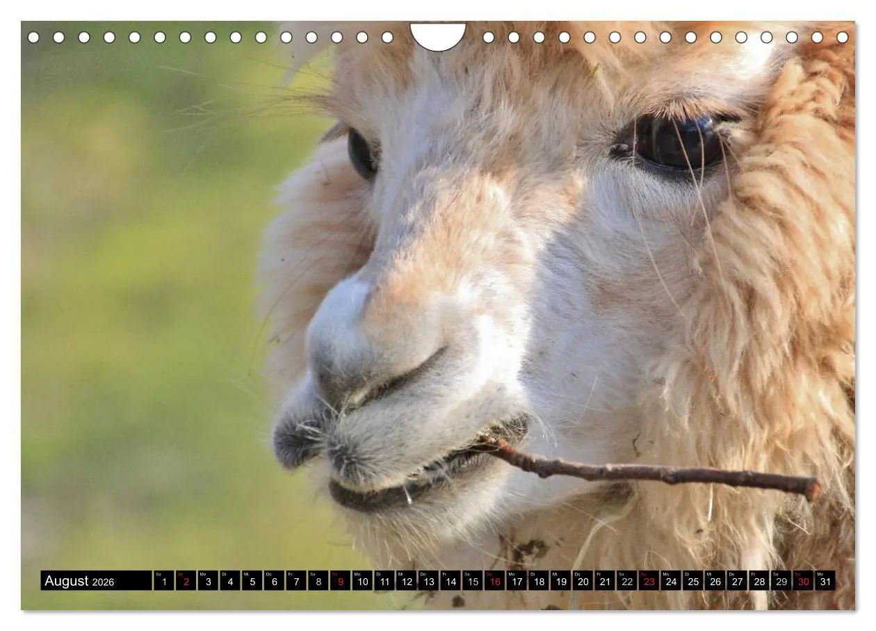 Bild: 9783516221930 | Alpakas und Lamas (Wandkalender 2026 DIN A4 quer), CALVENDO...