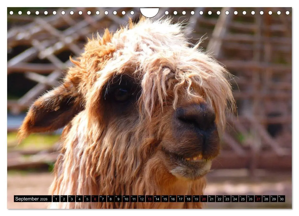 Bild: 9783516221930 | Alpakas und Lamas (Wandkalender 2026 DIN A4 quer), CALVENDO...