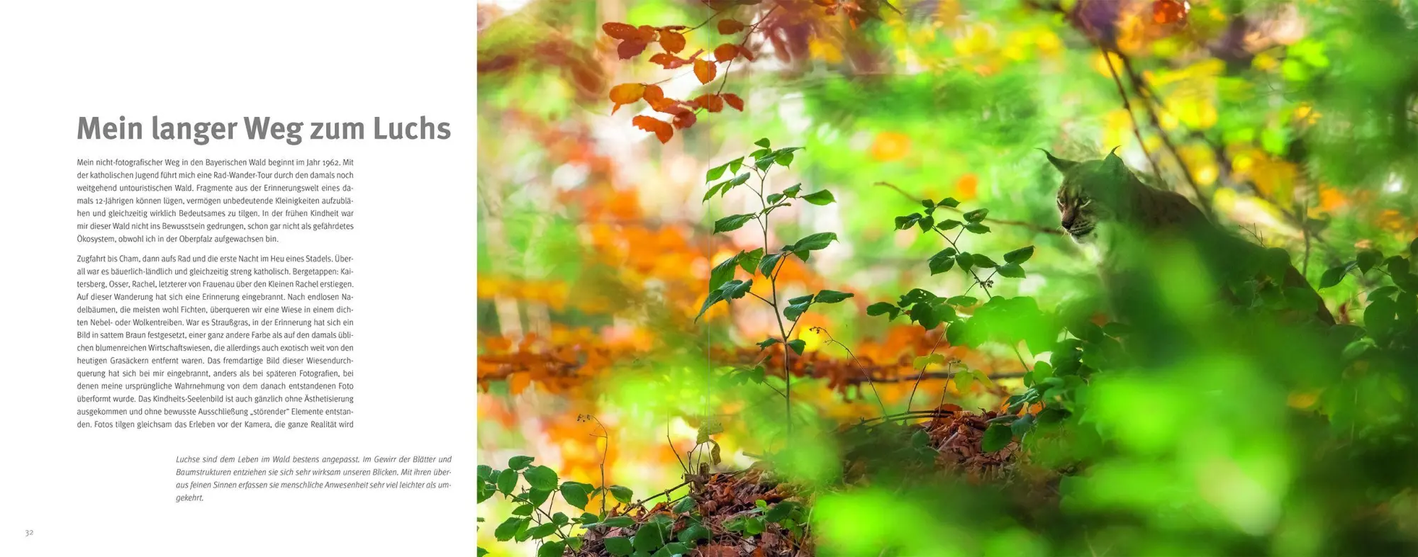 Bild: 9783987261930 | Luchs | Berndt Fischer (u. a.) | Buch | 176 S. | Deutsch | 2026