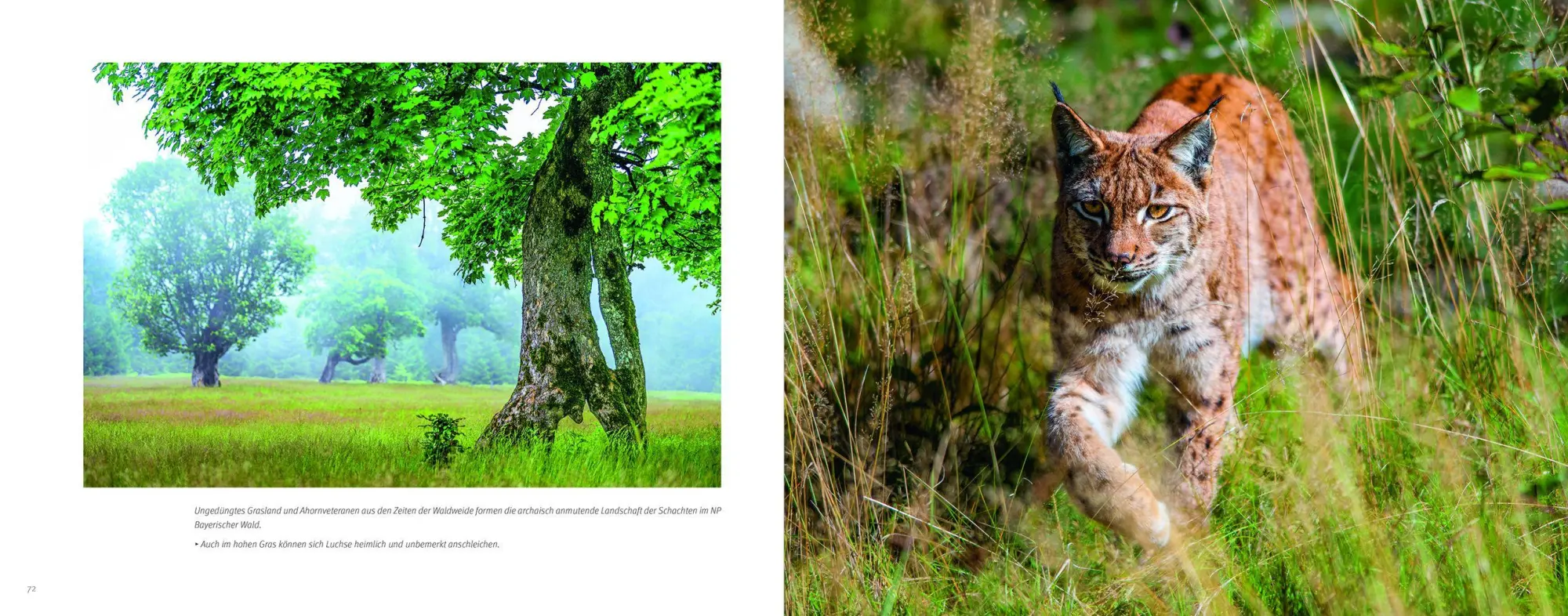 Bild: 9783987261930 | Luchs | Berndt Fischer (u. a.) | Buch | 176 S. | Deutsch | 2026