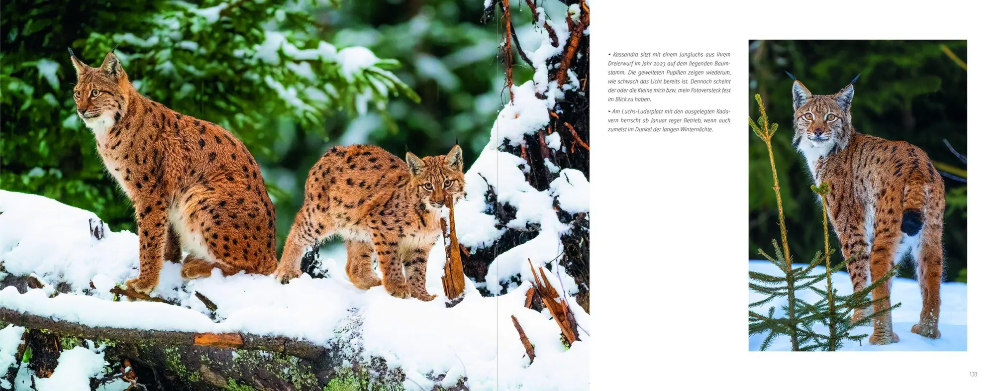 Bild: 9783987261930 | Luchs | Berndt Fischer (u. a.) | Buch | 176 S. | Deutsch | 2026