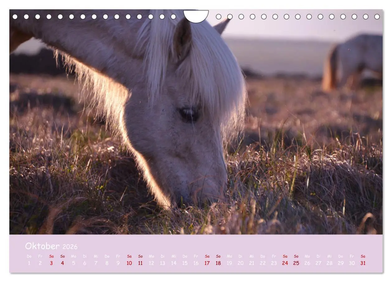 Bild: 9783457642030 | Das Islandpferd (Wandkalender 2026 DIN A4 quer), CALVENDO...