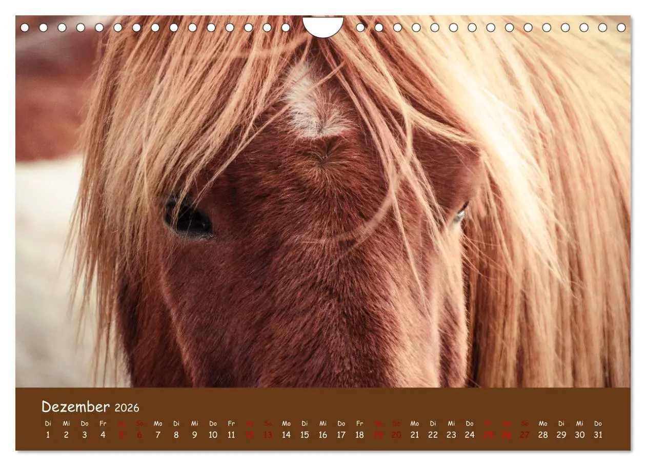 Bild: 9783457642030 | Das Islandpferd (Wandkalender 2026 DIN A4 quer), CALVENDO...