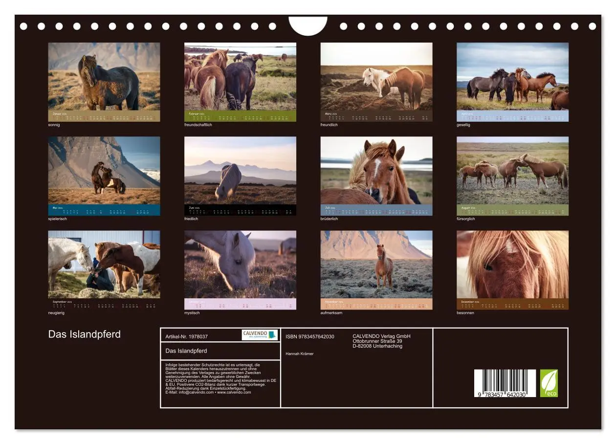 Bild: 9783457642030 | Das Islandpferd (Wandkalender 2026 DIN A4 quer), CALVENDO...