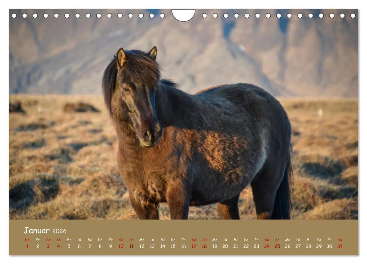 Bild: 9783457642030 | Das Islandpferd (Wandkalender 2026 DIN A4 quer), CALVENDO...