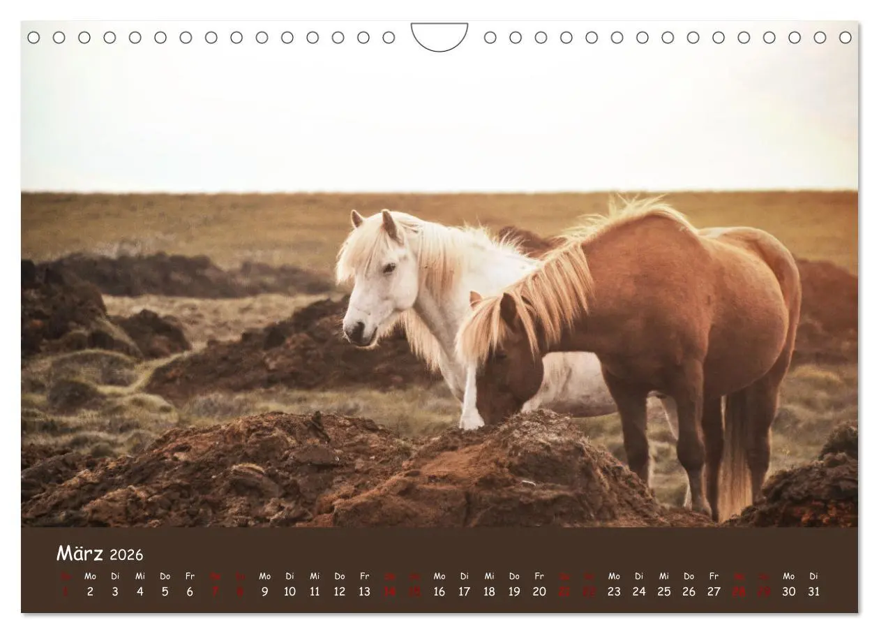 Bild: 9783457642030 | Das Islandpferd (Wandkalender 2026 DIN A4 quer), CALVENDO...